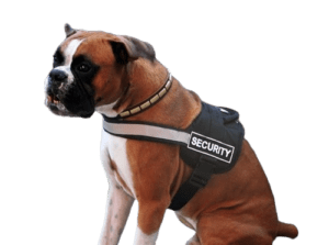 Dog Harness With Velcro Patches