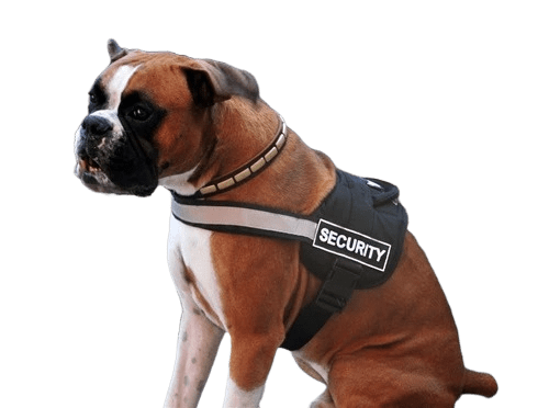 Dog Harness With Velcro Patches